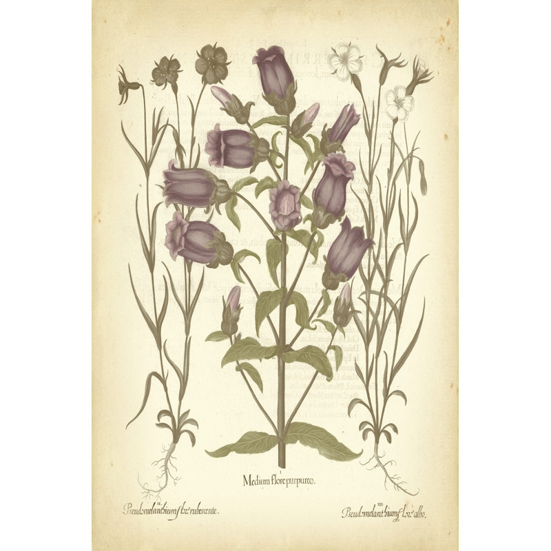 Tinted Besler Botanical II by Basilius Besler - Wrapped Canvas Print, 46cm H x 30cm W x 3.8cm D