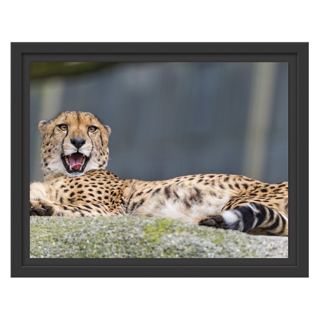 Gerahmtes Wandbild schlafender Gepard