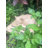 Animals Stone Garden Statue