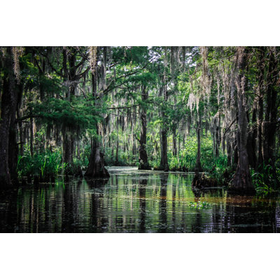 Trees Of The Louisiana Swamp Wrapped Canvas Wall Art