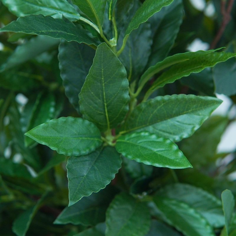 120cm Plant