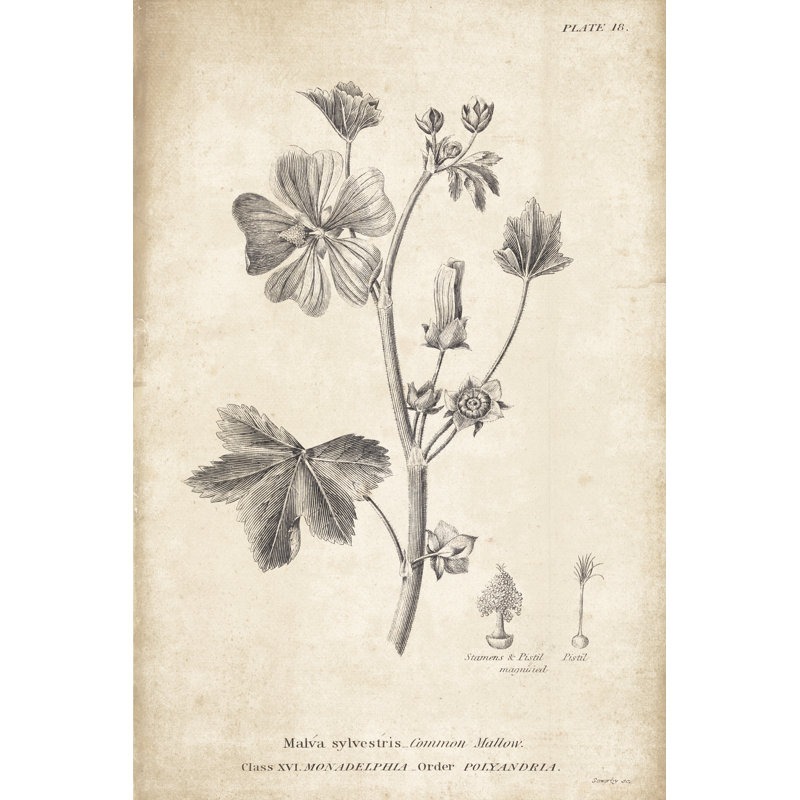 Conversations on Botany 07 by Wild Apple Portfolio - Drawing Print, 91cm H x 61cm W, Wrapped Canvas