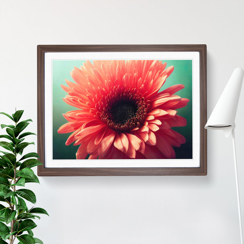 XH1022-8366X Striking Chrysanthemum Flower - Single Picture Frame Print, 34cm H x 46cm W x 2cm D, Walnut Framed