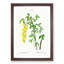 Laburnum Flowers in Yellow by Pierre-Joseph Redoute - Picture Frame Graphic Art Print-55609576-55609573