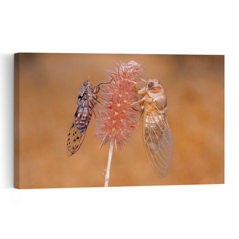 Cicada Emergence Delicate Contemporary Animal Nature Wall Art Print 1 Piece Wrapped Canvas Wall Art, 101.6cm H x 152.4cm W
