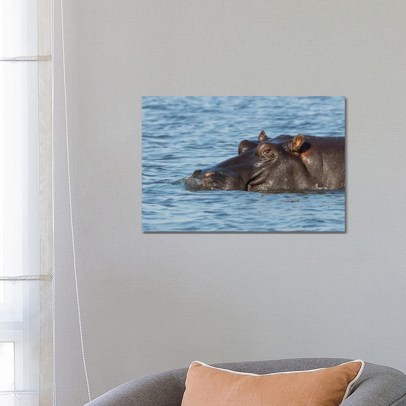 Africa, Botswana, Chobe National Park. Hippopotamus's Head Above Water's Surface by Jaynes Gallery - Wrapped Canvas Print