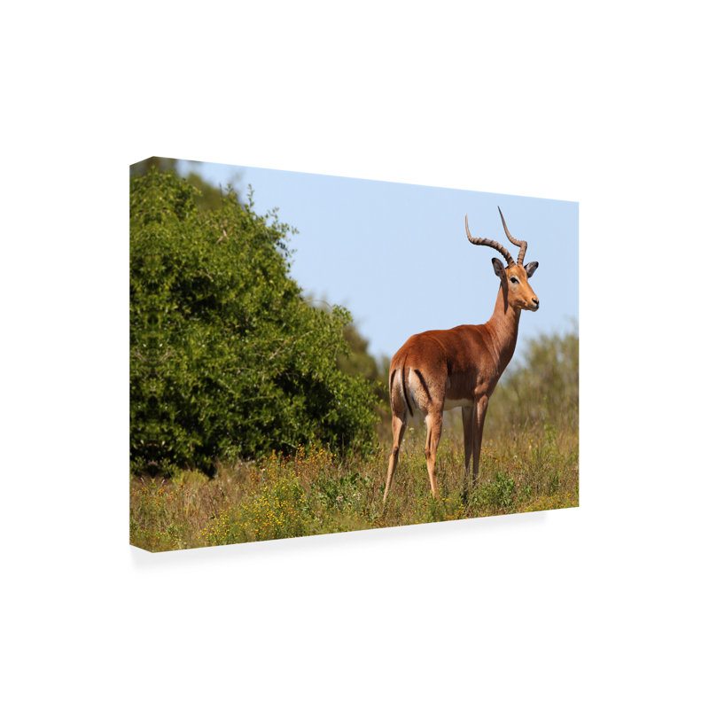Bolog Bob Langrish Impala Canvas Art, 30" H x 47" W