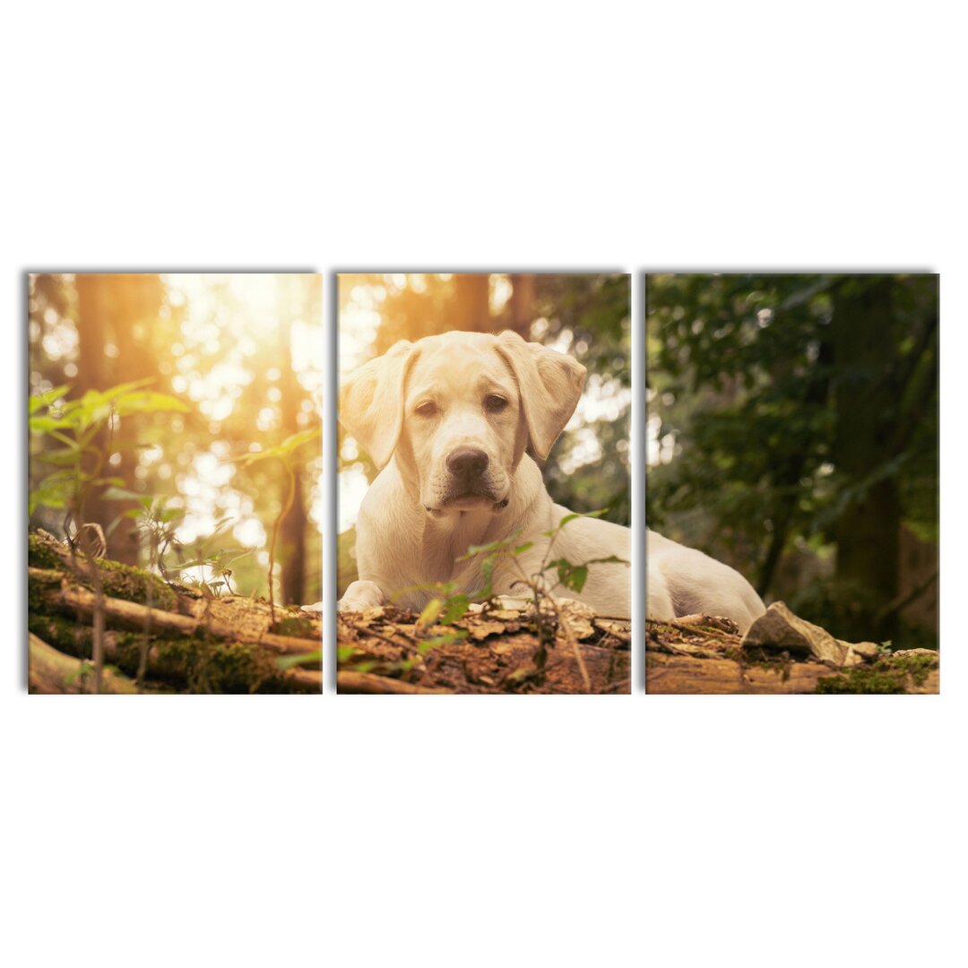 3-tlg. Leinwandbilder-Set Dog in a Forest at Sunset