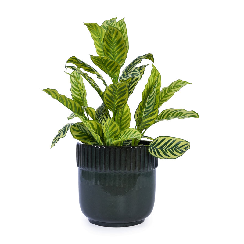 3 Pieces Ceramic Flowerpot, Modern Planter For Patio, Garden, Windowsills, Antique Black
