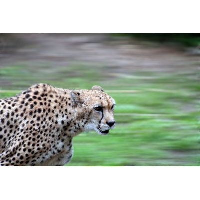 Cheetah Running - Wrapped Canvas Print
