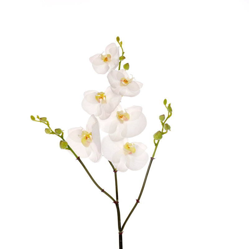 Orchidée phalaenopsis 37 po x 6 (2 tiges par boîte)