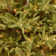 Jersey Fraser 7.5' Green Fir Artificial Christmas Tree with 1000 Warm White LED Lights Includes Stand