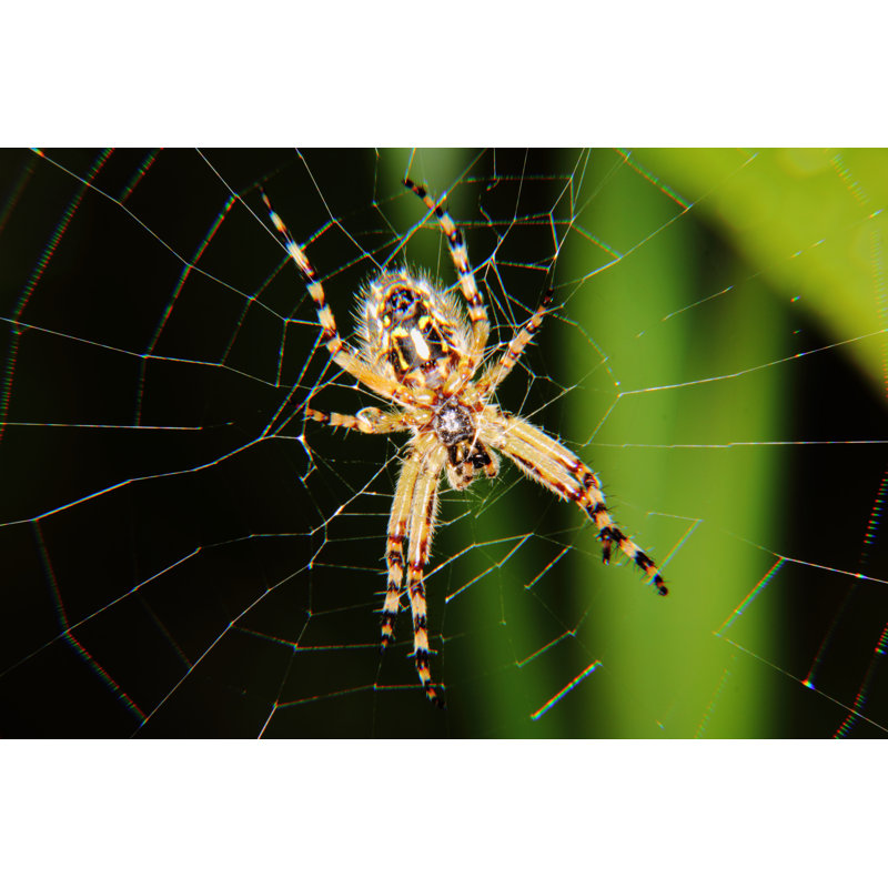 Emiterio Spider par Pali137, H 8 po x l 12 po