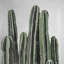 Bougie désertique cactus - toile verte américaine
