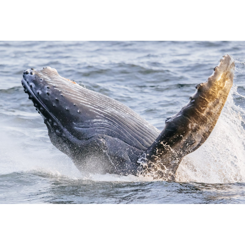 Humpback Whale Calf Breaching by Andrew Peacock - Wrapped Canvas Print, 61cm H x 91cm W