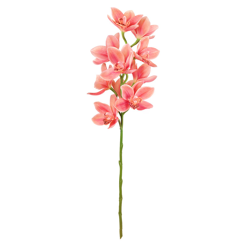 Tige d'orchidée Cymbidium, Rose corail
