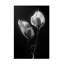 Stephen Clough  Spathiphyllum Canvas Art-481795423