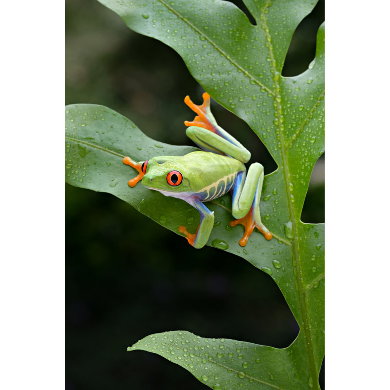 Grenouille - Photographie sur toile tendue, H 30 po x l 20 po