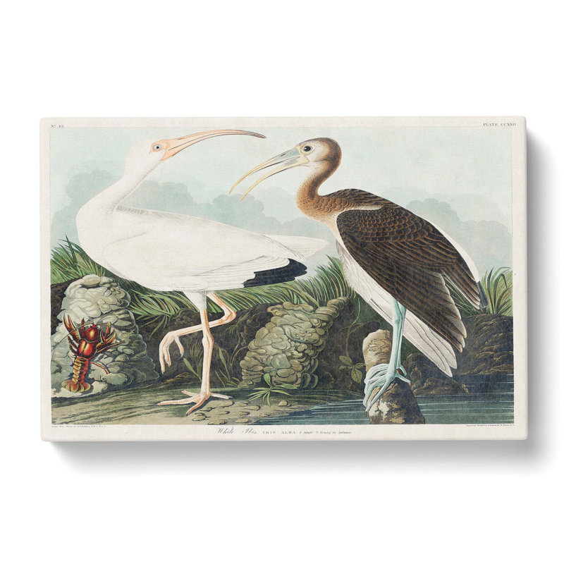 White Ibis Bird Lobster by John Audubon - Wrapped Canvas Painting, 40cm H x 60cm W x 3cm D