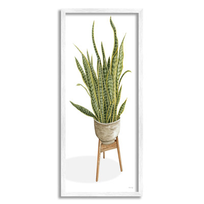 Plante d'aloès décontractée