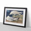 White-Winged Silvery Gull by John James Audubon - Framed Print-55641917-55641925