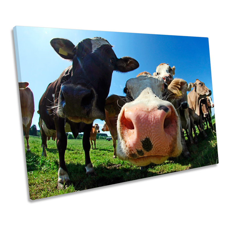 Funky Cow Face Farm - Wrapped Canvas Print, 30.5cm H x 45.7cm W