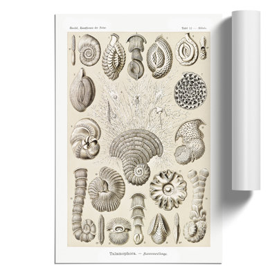 Study of Shells by Ernst Haeckel - Frameless Print