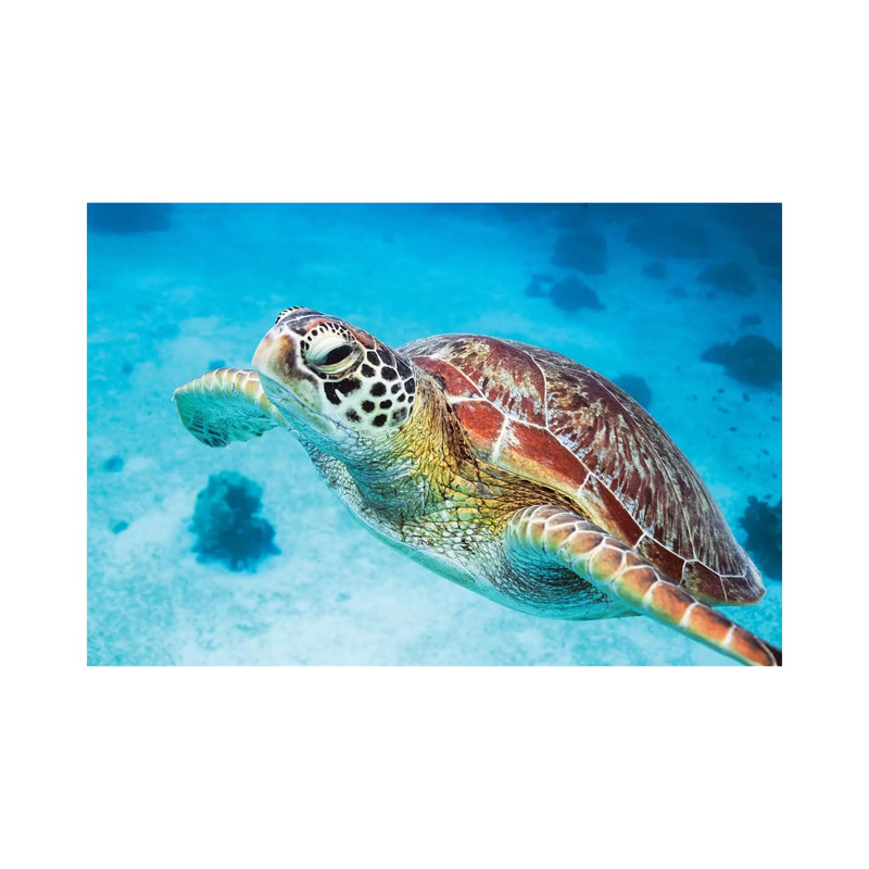 Green Turtle I by Matteo Colombo - Wrapped Canvas Gallery-Wrapped Canvas Giclée, 20.32 cm H x 30.48 cm W
