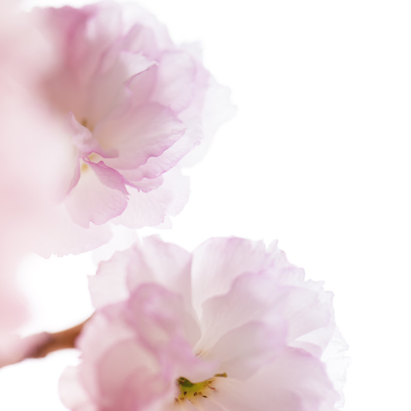Cherry Blossom - Wrapped Canvas Print, 76cm H x 76cm W x 3.8cm D