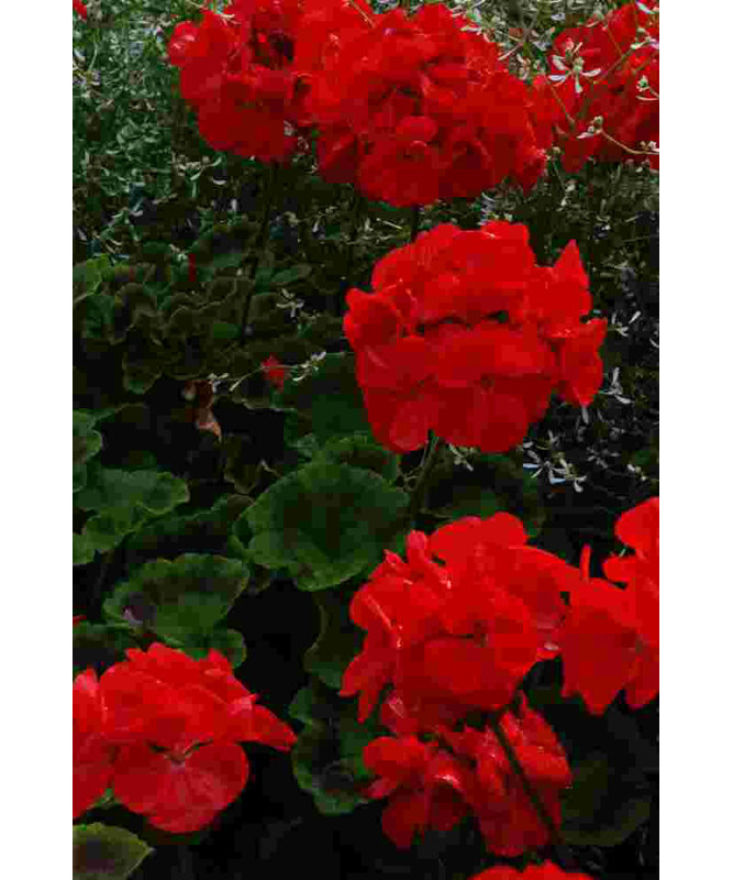 " Ruby Red Flower Photography ", 18" H x 12" W  