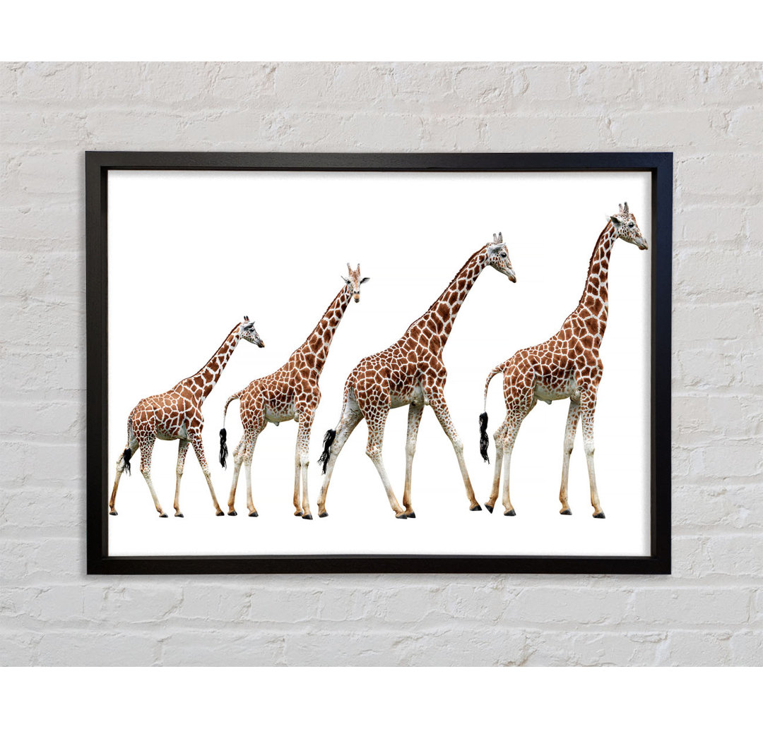 Giraffe Lineup - Einzelne Bilderrahmen Kunstdrucke auf Leinwand