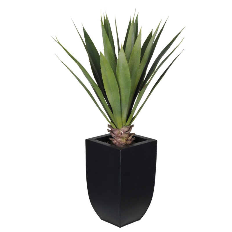 Yucca plante grasse en pot, Noir
