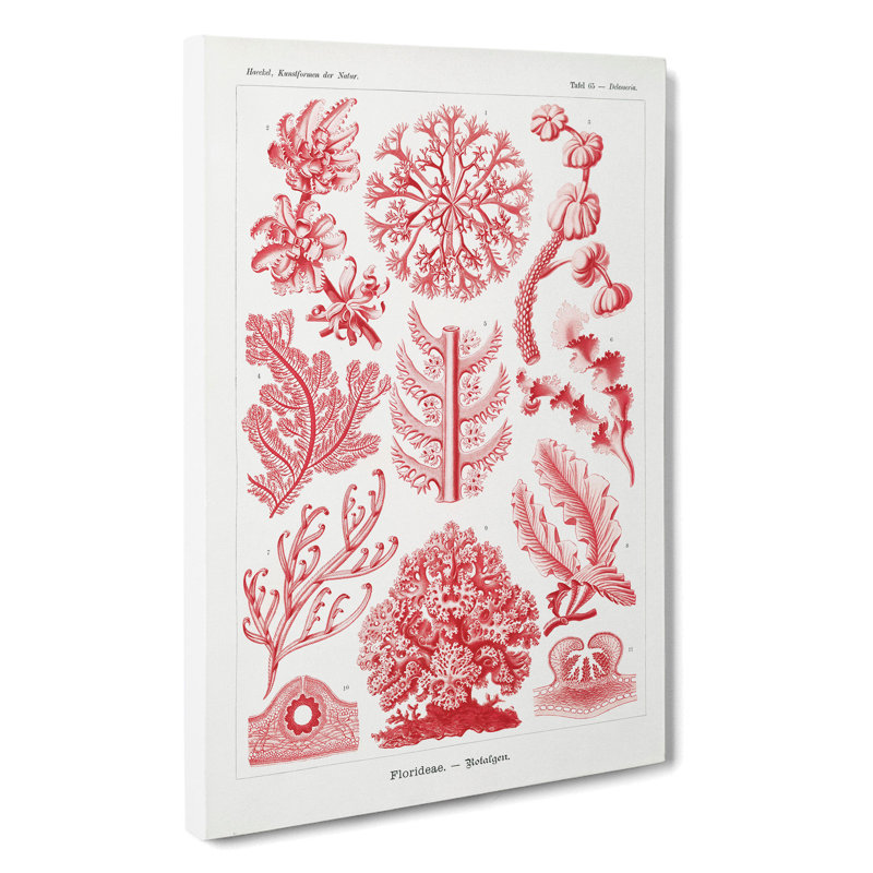Florideae Red Algae by Ernst Haeckel - Wrapped Canvas, 50cm H x 35cm W x 3cm D