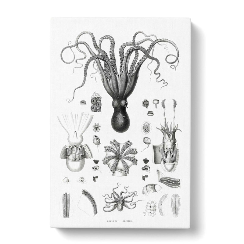 Octopus Illustrations by E.F. Jomard - Wrapped Canvas Print, 76cm H x 50cm W x 3cm D