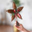 Christmas Decorative Accent