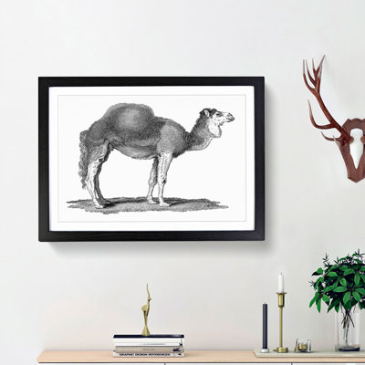Arabian Camel in Black and White 1 Piece Single Picture Frame Wall Art