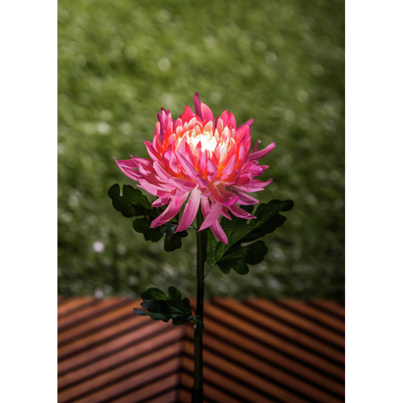 Piquet de jardin Lavatrice, Rose