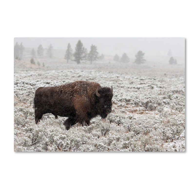 Buffalo in Snowy Meadow Framed Canvas Art 16 x 24