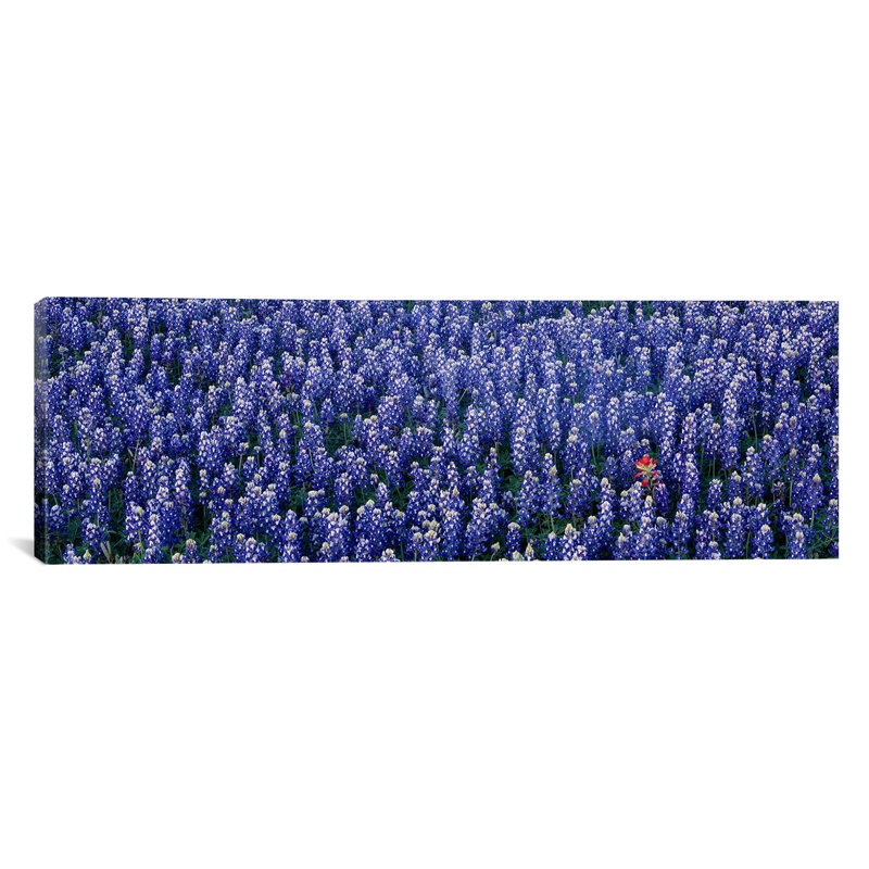 «Bluebonnet» panoramique dans un champ, Hill County, Texas, reproduction de photo sur toile, H 20 po x l 60 po x P 1,5 po