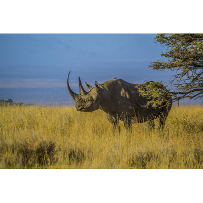 " Black Rhino " by Steve Toom