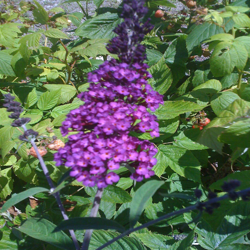 Primrue Live Flowering Plant in Plastic Pot