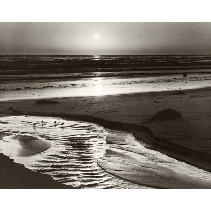 Oiseaux sur une plage, H 28 po x l 35 po