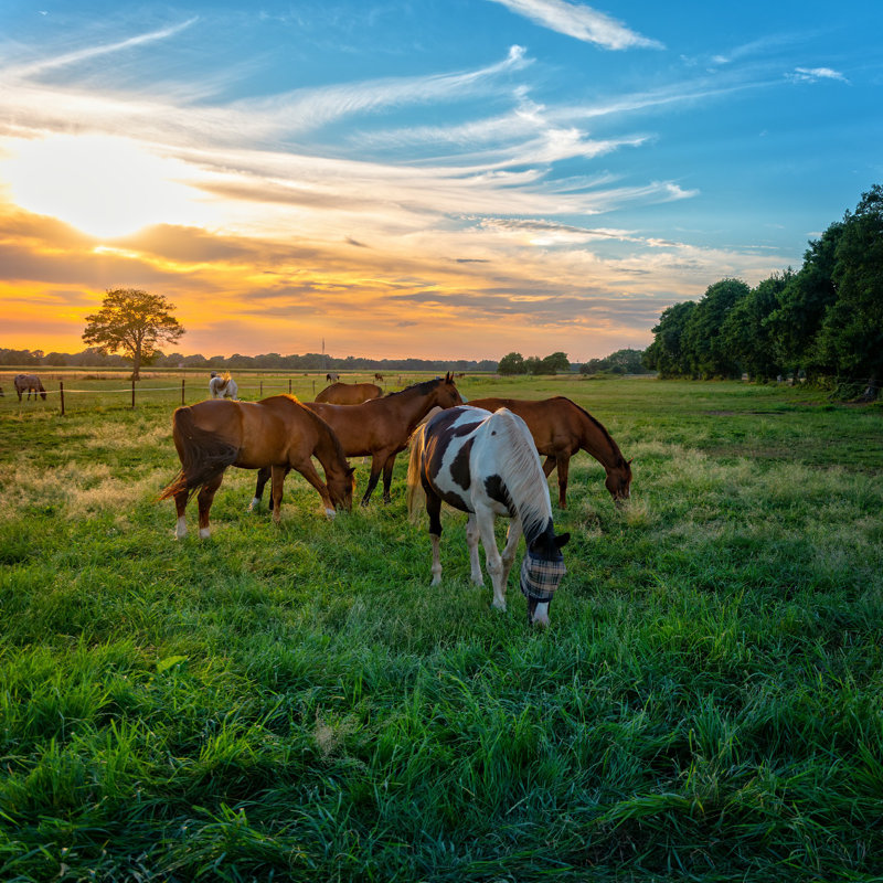 Grazing Horses par Dar1930 - Photographie sur toile tendue, L 12 po x H 12 po
