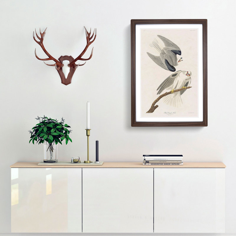 Black-Winged Hawk by John James Audubon - Picture Frame Art Print, Walnut Framed, 48cm H x 36cm W x 2cm D