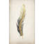 Gilded Feathers I (Gilded Gold) Print by Barclay Butera-26949856-26949857