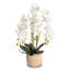 Arrangement de soie orchidée en pot