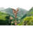 35'' H Metal Animals Weathervane