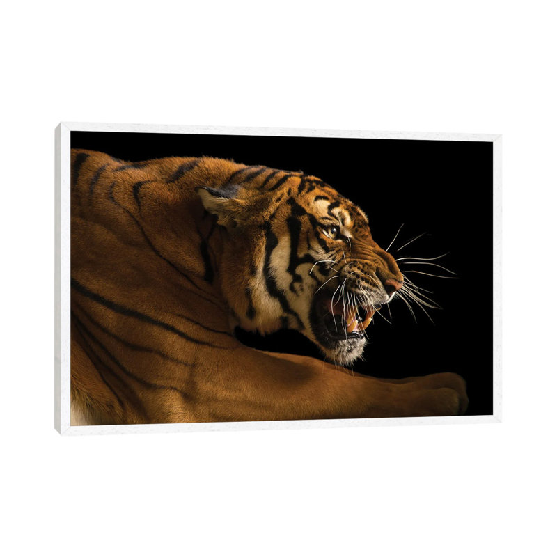 A Critically Endangered Female South China Tiger Panthera Tigris Amoyensis At The Suzhou Zoo In CN by Joel Sartore - Gallery-Wrapped Canvas Giclée on Canvas