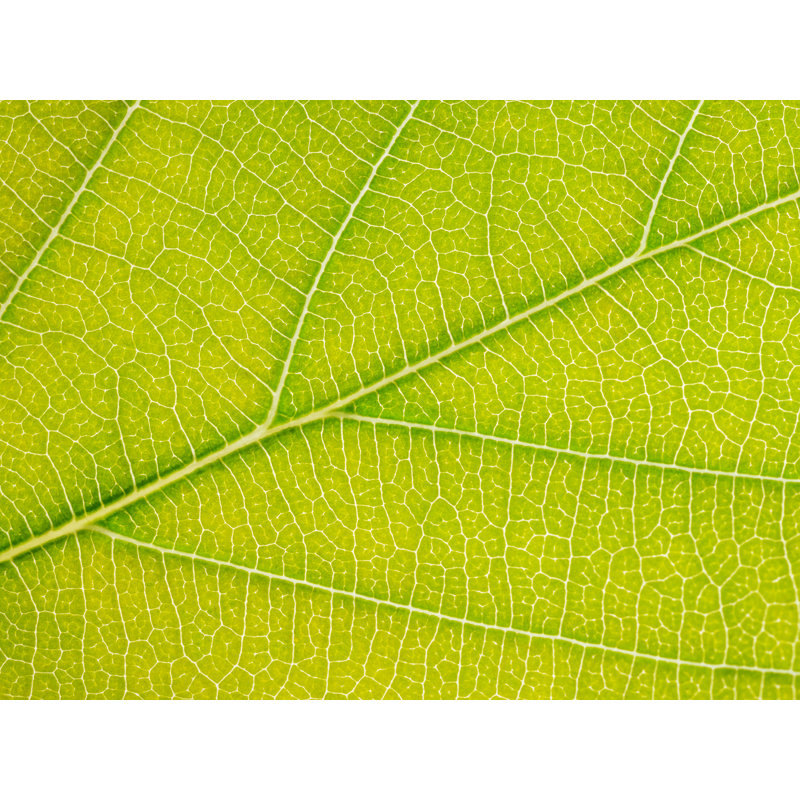 Autumn Leaf Print by Philippe Monthoux, Black Framed Paper, 24" H x 30" W