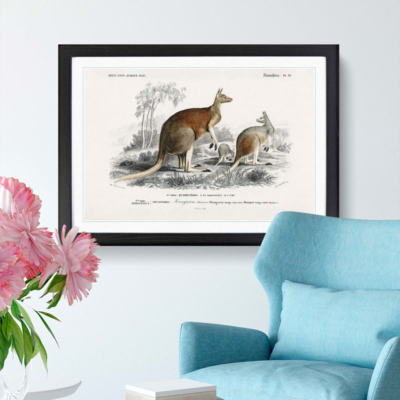 Red Kangaroos by Charles D' Orbigny - Picture Frame Painting Print, 48cm H x 65cm W x 2cm D, Black Framed